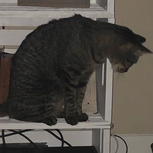 Meet your Posher, Tyler